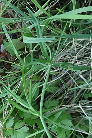 Oenanthe pimpinelloides \ Bibernell-Rebendolde, S�dliche Erdkastanie / Corky-Fruited Water Dropwort, Kefalonia/Cephalonia Skala 17.4.2024