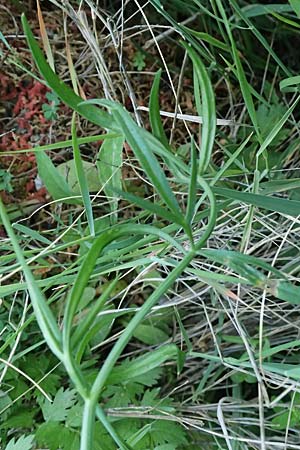 Oenanthe pimpinelloides \ Bibernell-Rebendolde, S�dliche Erdkastanie / Corky-Fruited Water Dropwort, Kefalonia/Cephalonia Skala 17.4.2024