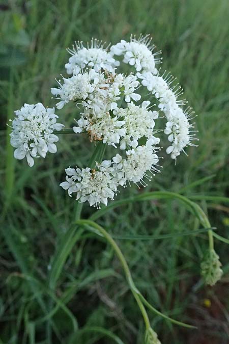 Oenanthe pimpinelloides \ Bibernell-Rebendolde, S�dliche Erdkastanie / Corky-Fruited Water Dropwort, Kefalonia/Cephalonia Skala 17.4.2024