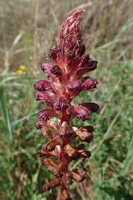 Orobanche sanguinea \ Blut-Sommerwurz / Bloody Broomrape, Kefalonia/Cephalonia Kap Mounda 17.4.2024
