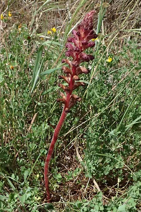 Orobanche sanguinea \ Blut-Sommerwurz / Bloody Broomrape, Kefalonia/Cephalonia Kap Mounda 17.4.2024