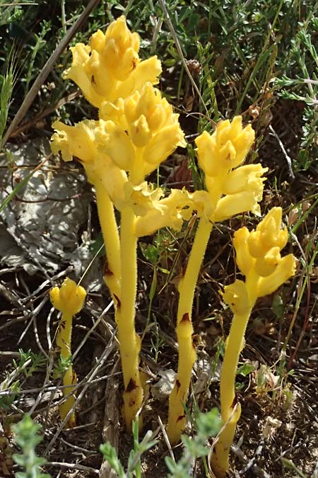 Orobanche lutea, Yellow Broomrape