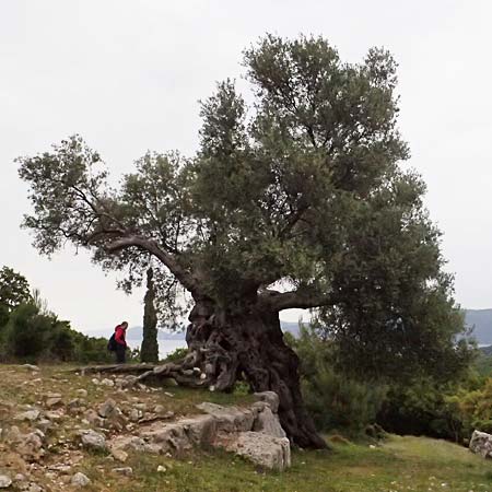 Olea europaea var. europaea \ lbaum, Kefalonia Sami 22.4.2024