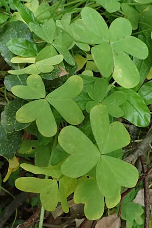 Oxalis pes-caprae \ Nickender Sauerklee / Bermuda Buttercup, Kefalonia/Cephalonia Paralia Trapezaki 21.4.2024