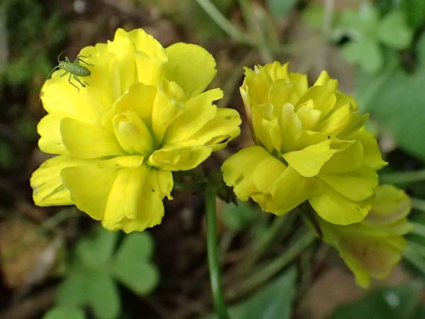 Oxalis pes-caprae \ Nickender Sauerklee / Bermuda Buttercup, Kefalonia/Cephalonia Paralia Trapezaki 21.4.2024