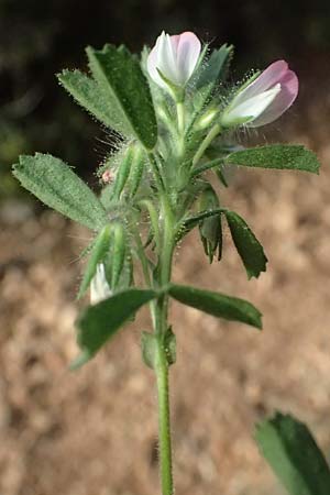 Ononis reclinata \ Nickende Hauhechel, Kefalonia Moni Kipouria 15.4.2024