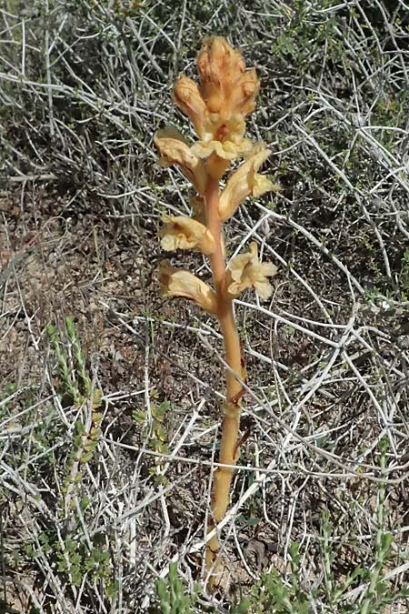 Orobanche alba, Thyme Broomrape