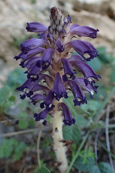 Phelipanche lavandulacea, Lavender Broomrape