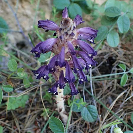 Phelipanche lavandulacea \ Lavendel-Sommerwurz, Kefalonia Assos 20.4.2024