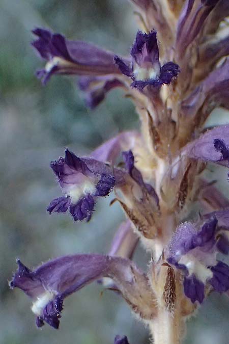 Phelipanche lavandulacea \ Lavendel-Sommerwurz, Kefalonia Assos 20.4.2024