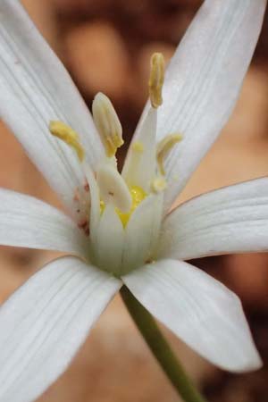 Ornithogalum collinum \ Hgel-Milchstern / Greek Star of Bethlehem, Kefalonia/Cephalonia Old Vlachata 22.4.2024