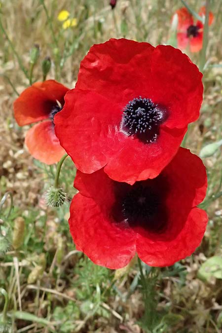 Papaver apulum \ Apulischer Mohn / Mediterranean Poppy, Kefalonia/Cephalonia Moni Gerasimo 18.4.2024