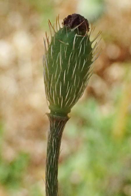 Papaver apulum \ Apulischer Mohn / Mediterranean Poppy, Kefalonia/Cephalonia Moni Gerasimo 18.4.2024