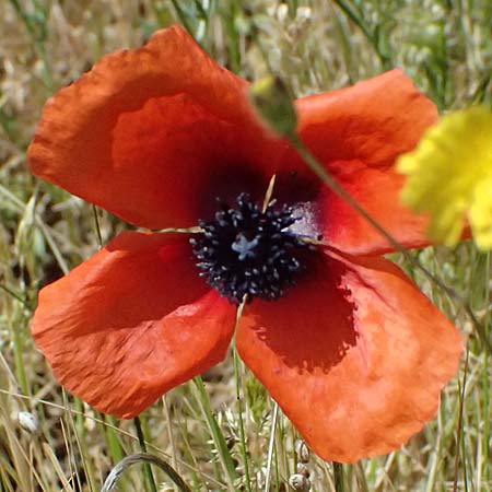 Papaver apulum \ Apulischer Mohn / Mediterranean Poppy, Kefalonia/Cephalonia Moni Gerasimo 18.4.2024