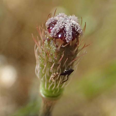 Papaver apulum \ Apulischer Mohn / Mediterranean Poppy, Kefalonia/Cephalonia Moni Gerasimo 18.4.2024