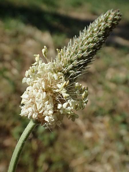 Plantago lanceolata \ Spitz-Wegerich / Ribwort Plantain, Kefalonia/Cephalonia Argostoli 14.4.2024