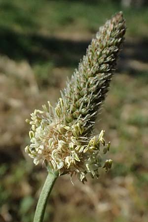 Plantago lanceolata \ Spitz-Wegerich / Ribwort Plantain, Kefalonia/Cephalonia Argostoli 14.4.2024