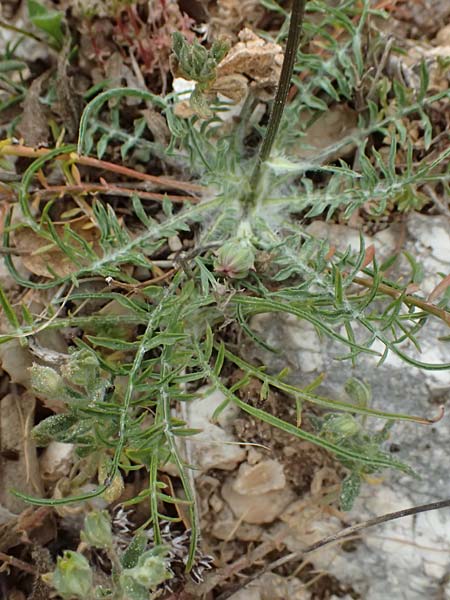 Scorzonera cana / Jacquin's Viper's Grass, Cephalonia Ainos 18.4.2024