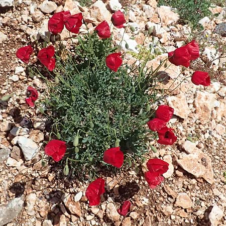 Papaver rhoeas \ Klatsch-Mohn / Common Poppy, Kefalonia/Cephalonia Road 50 n Fragkata 20.4.2024