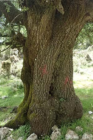 Pyrus spinosa \ Mandelblttrige Birne / Almond-Leaved Pear, Kefalonia/Cephalonia Ainos 24.4.2024