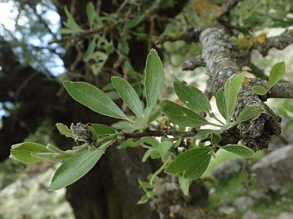 Pyrus spinosa \ Mandelblttrige Birne / Almond-Leaved Pear, Kefalonia/Cephalonia Ainos 24.4.2024