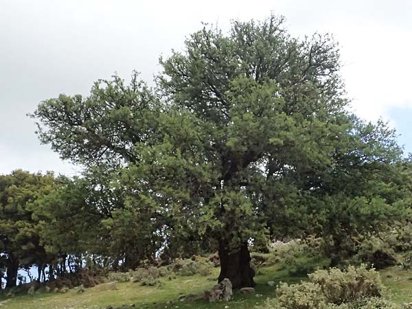 Pyrus spinosa \ Mandelblttrige Birne / Almond-Leaved Pear, Kefalonia/Cephalonia Ainos 24.4.2024