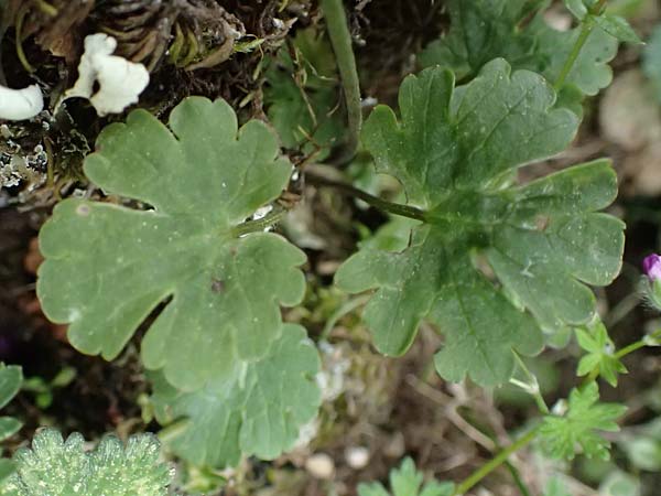 Ranunculus sprunerianus \ Spruners Hahnenfu� / Spruner's Buttercup, Kefalonia/Cephalonia Ainos 18.4.2024