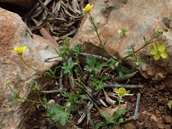 Ranunculus neapolitanus \ Neapolitanischer Hahnenfu� / Naples Buttercup, Kefalonia/Cephalonia Old Vlachata 22.4.2024