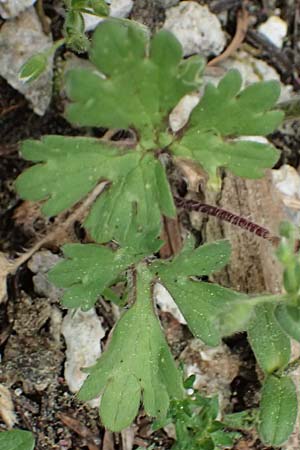 Ranunculus sprunerianus \ Spruners Hahnenfu� / Spruner's Buttercup, Kefalonia/Cephalonia Ainos 23.4.2024