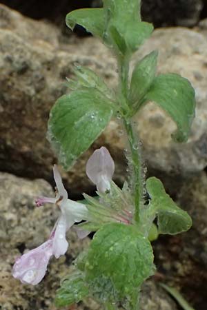 Stachys ionica \ Ionischer Ziest / Ionian Woundwort, Kefalonia/Cephalonia  25.4.2024