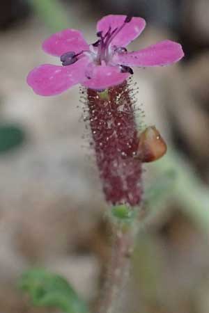 Saponaria aenesia \ Mont-Ainos-Seifenkraut / Mount Ainos Soapwort, Kefalonia/Cephalonia Ainos 24.4.2024