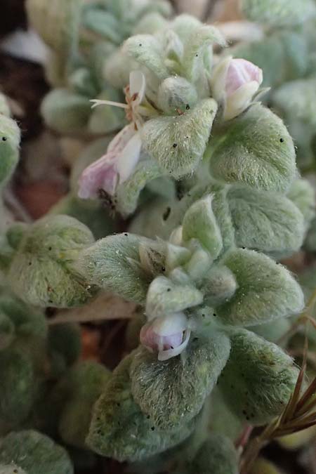 Stachys ionica \ Ionischer Ziest / Ionian Woundwort, Kefalonia/Cephalonia Kap Akrotiri 15.4.2024