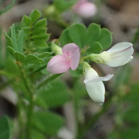 Securigera cretica \ Kretische Beilwicke / Cretan Hatchet Vetch, Kefalonia/Cephalonia Paralia Trapezaki 21.4.2024