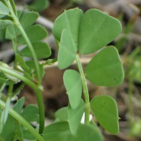 Securigera cretica \ Kretische Beilwicke / Cretan Hatchet Vetch, Kefalonia/Cephalonia Paralia Trapezaki 21.4.2024