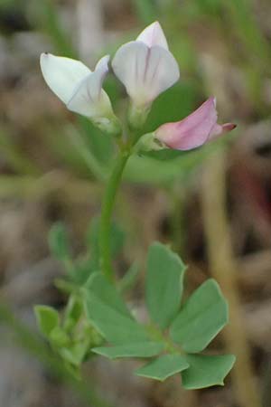 Securigera cretica \ Kretische Beilwicke / Cretan Hatchet Vetch, Kefalonia/Cephalonia Paralia Trapezaki 21.4.2024