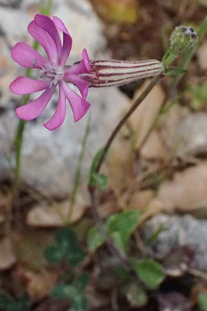 Silene colorata \ Farbiges Leimkraut / Mediterranean Catchfly, Kefalonia/Cephalonia Ainos 24.4.2024