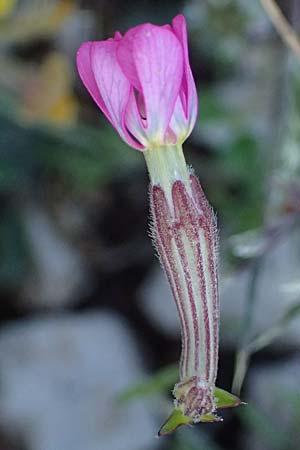Silene colorata \ Farbiges Leimkraut / Mediterranean Catchfly, Kefalonia/Cephalonia Ainos 24.4.2024