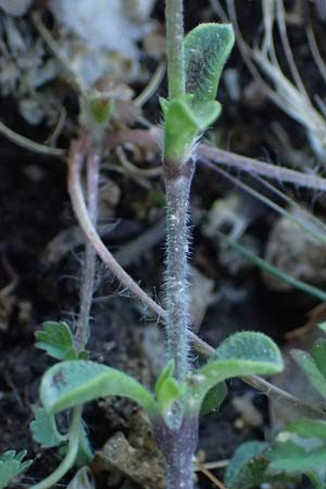 Silene colorata \ Farbiges Leimkraut / Mediterranean Catchfly, Kefalonia/Cephalonia Ainos 24.4.2024