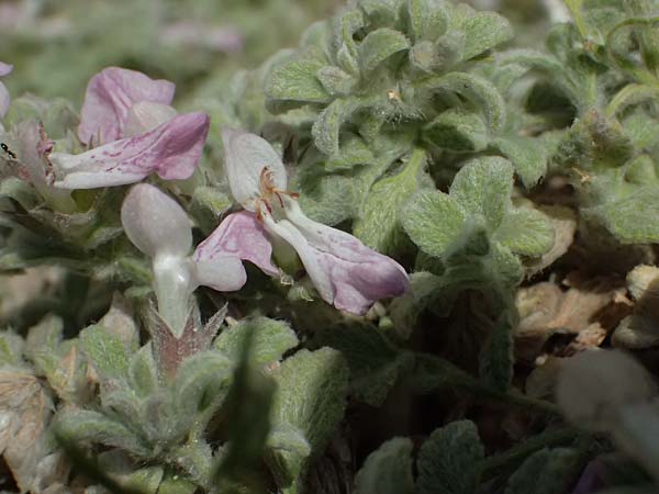Stachys ionica \ Ionischer Ziest / Ionian Woundwort, Kefalonia/Cephalonia Assos 20.4.2024