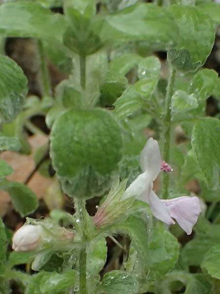 Stachys ionica \ Ionischer Ziest / Ionian Woundwort, Kefalonia/Cephalonia  25.4.2024
