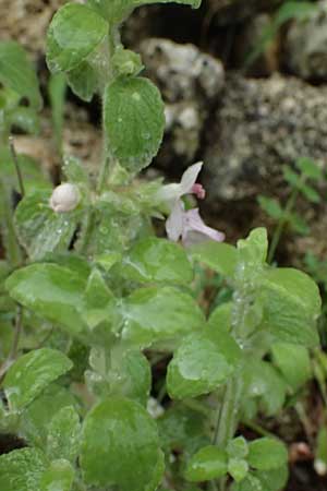 Stachys ionica \ Ionischer Ziest / Ionian Woundwort, Kefalonia/Cephalonia  25.4.2024