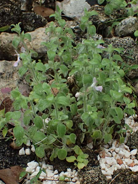 Stachys ionica \ Ionischer Ziest / Ionian Woundwort, Kefalonia/Cephalonia  25.4.2024