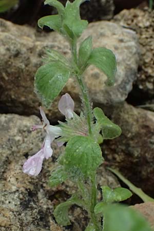 Stachys ionica \ Ionischer Ziest / Ionian Woundwort, Kefalonia/Cephalonia  25.4.2024