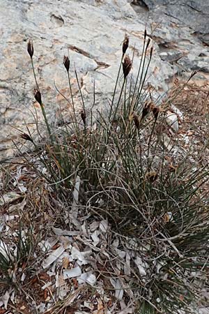 Schoenus nigricans \ Schw�rzliche Kopfbinse / Black Bog-Rush, Kefalonia/Cephalonia Argostoli 19.4.2024