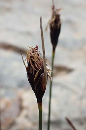 Schoenus nigricans \ Schw�rzliche Kopfbinse / Black Bog-Rush, Kefalonia/Cephalonia Argostoli 19.4.2024