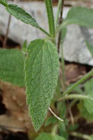 Stachys parolinii \ Parolini-Ziest / Parolini's Woundwort, Kefalonia/Cephalonia Sami 22.4.2024