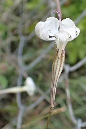 Silene italica \ Italienisches Leimkraut / Italian Campion, Kefalonia/Cephalonia Argostoli 21.4.2024