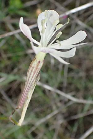 Silene italica \ Italienisches Leimkraut / Italian Campion, Kefalonia/Cephalonia Argostoli 21.4.2024