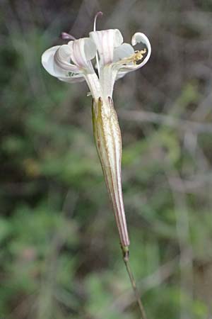 Silene italica \ Italienisches Leimkraut / Italian Campion, Kefalonia/Cephalonia Argostoli 21.4.2024