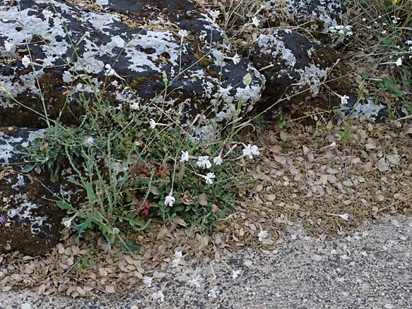 Silene italica \ Italienisches Leimkraut / Italian Campion, Kefalonia/Cephalonia Argostoli 21.4.2024